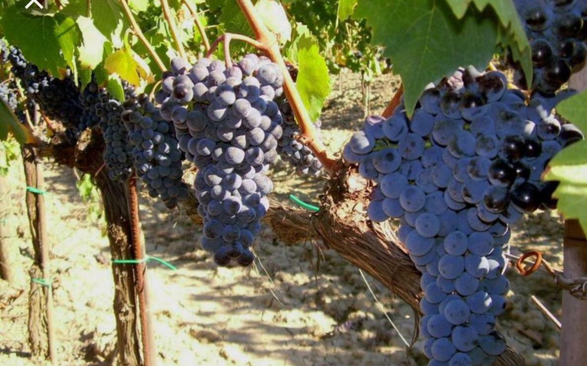 Cordella In Montalcino Wine Resort Luaran gambar